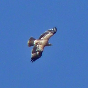 Immature Spanish Imperial Eagle2 - Aquila adalberti © John Muddeman